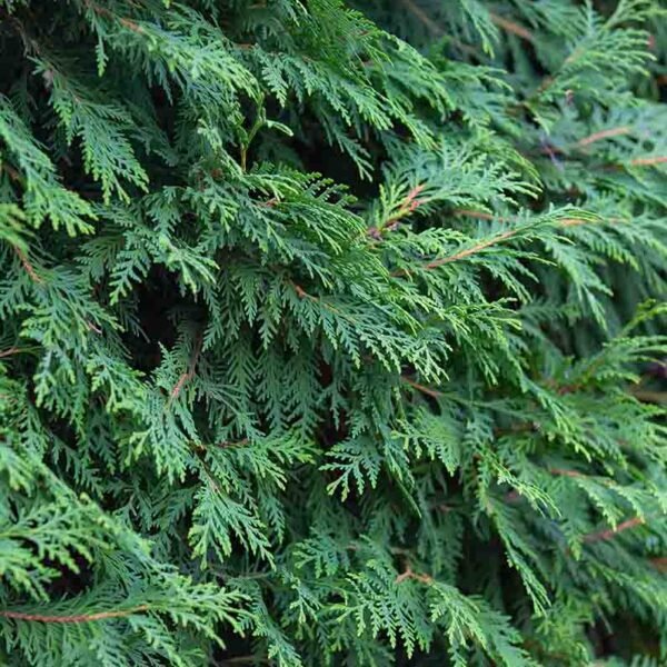 Cypress Essential Oil