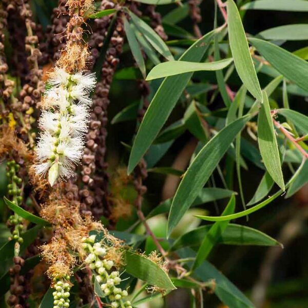 Pure Eucalyptus Oil