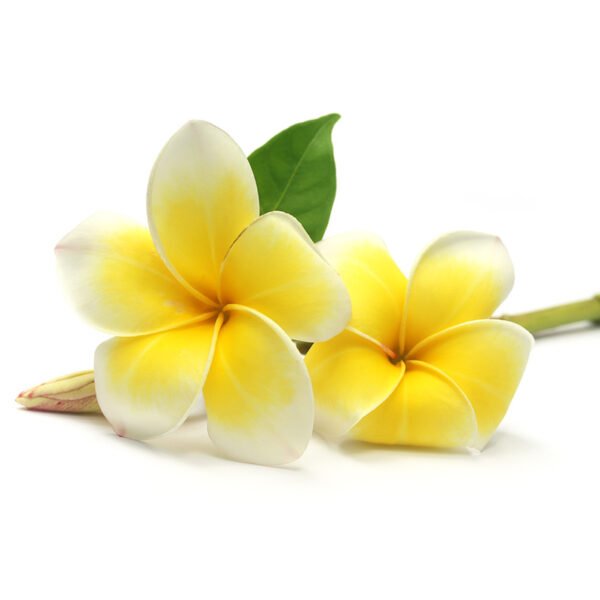 Frangipani Essential Oil