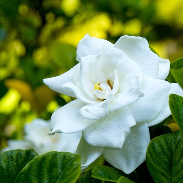 Gardenia Essential Oil