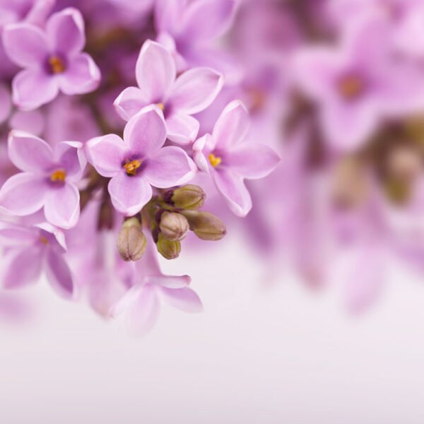 Lilac Essential Oil
