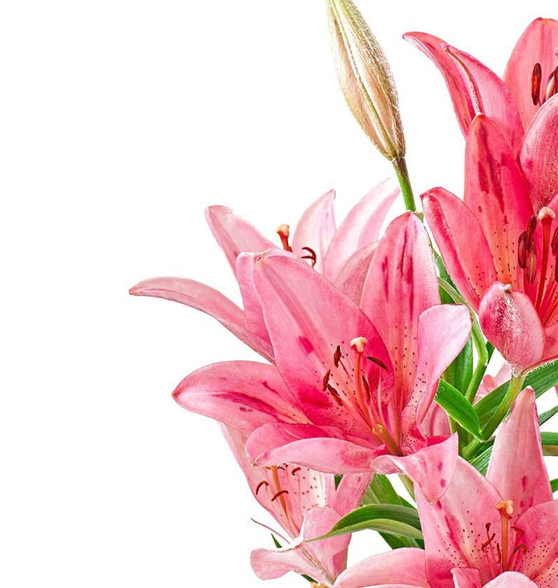 Lily Essential Oil