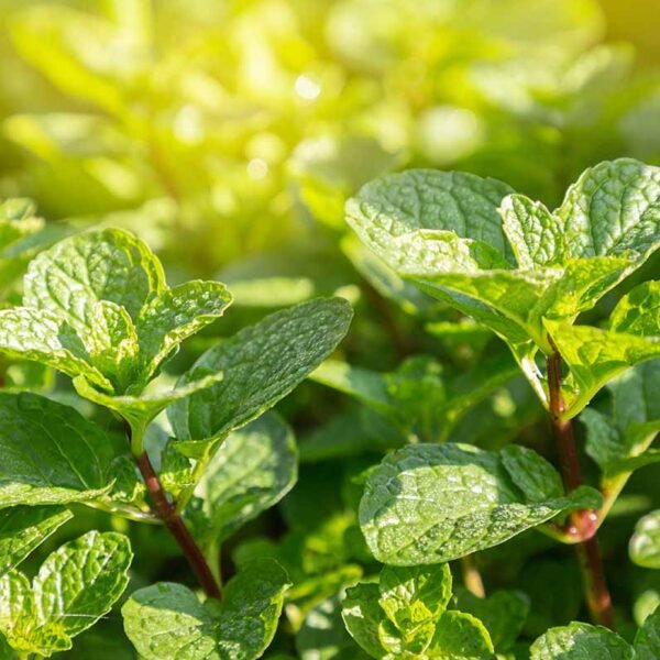 Peppermint Essential Oil