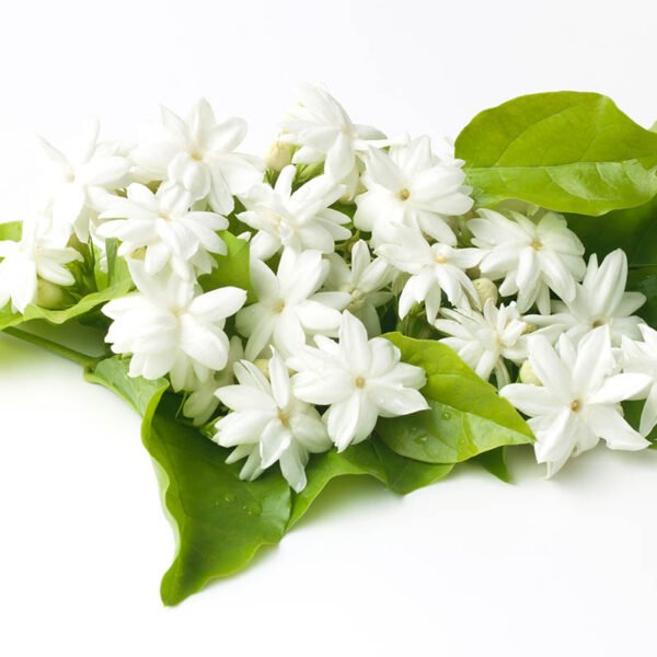 Jasmine Essential Oil