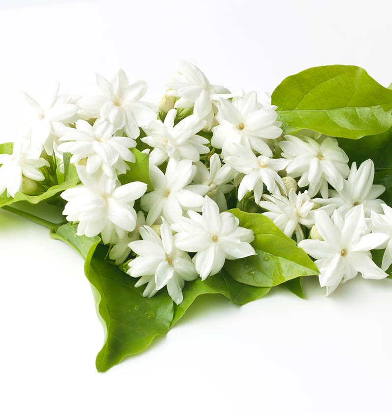 Jasmine Essential Oil