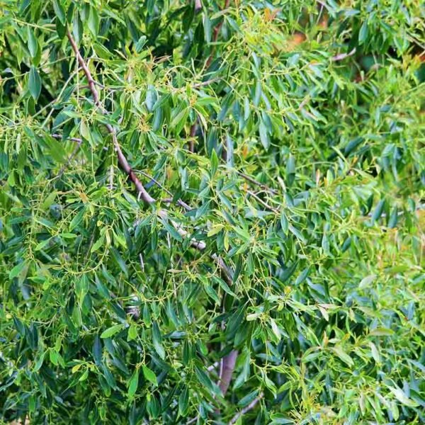 Tea Tree Essential Oil