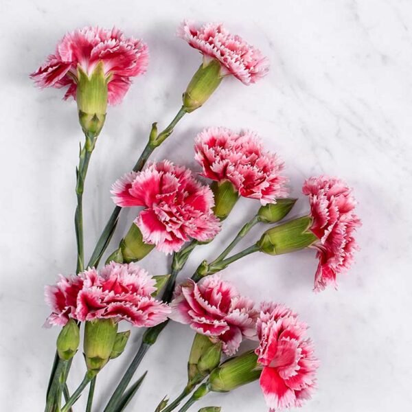 Carnation Essential Oil